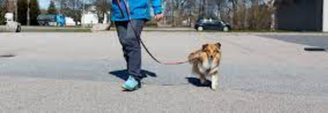 Hundekurs V/ Hege A. Lindahl